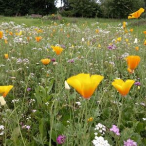 Krukke/plantekasse blomsterblanding - 50 m2