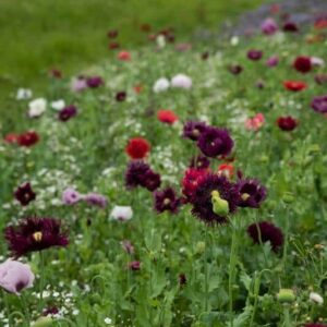 Tørrede blomster blomsterblanding - 50 m2